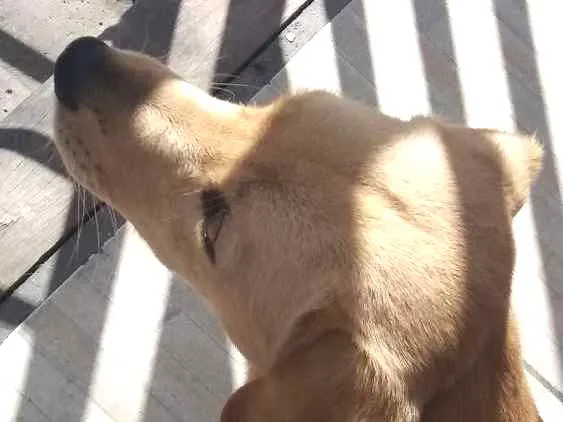 Cachorro ra a Labrador com RND idade 7 a 11 meses nome Marley