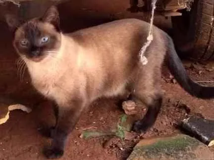 Gato ra a Vira-lata idade 4 anos nome Não tem nome