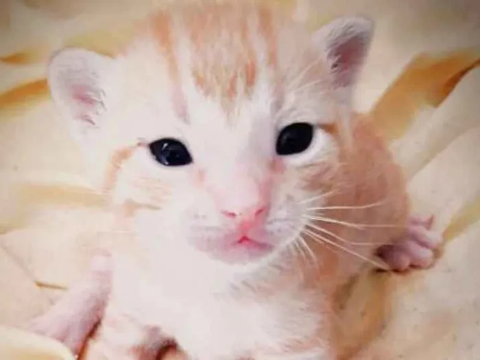 Gato ra a Indefinida idade  nome Sem nome