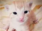 Gato raça Indefinida idade  nome Sem nome