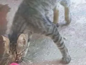Gato raça  idade 1 ano nome não tem nome
