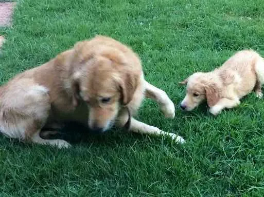 Cachorro ra a Golden retriever idade 2 anos nome BILy e NAla