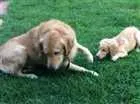 Cachorro raça Golden retriever idade 2 anos nome BILy e NAla