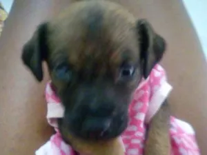 Cachorro raça Vira lata idade Abaixo de 2 meses nome Vih