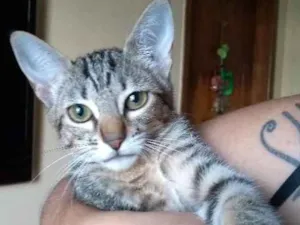 Gato raça Sem raça idade 2 a 6 meses nome Perséfone