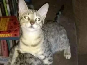Gato raça Sem raça idade 2 a 6 meses nome Diana tigrada