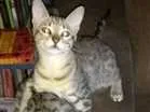Gato raça Sem raça idade 2 a 6 meses nome Diana tigrada
