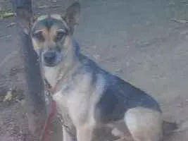 Cachorro ra a Vira lata idade 2 anos nome Capitão