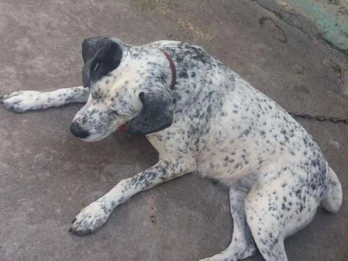 Cachorro ra a vira lata idade 5 anos nome nina