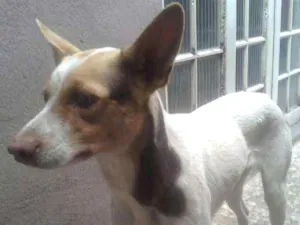 Cachorro raça SRD idade  nome branca olhos claros