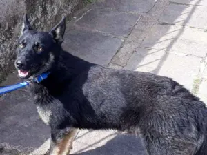 Cachorro raça SRD idade 7 a 11 meses nome Lobinho