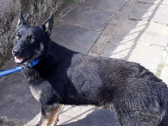 Cachorro ra a SRD idade 7 a 11 meses nome Lobinho