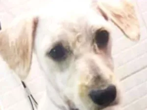 Cachorro raça  idade 1 ano nome Charles