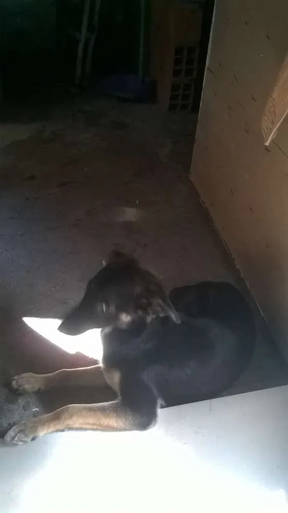 Cachorro ra a SEM idade 2 a 6 meses nome VITÓRIA 