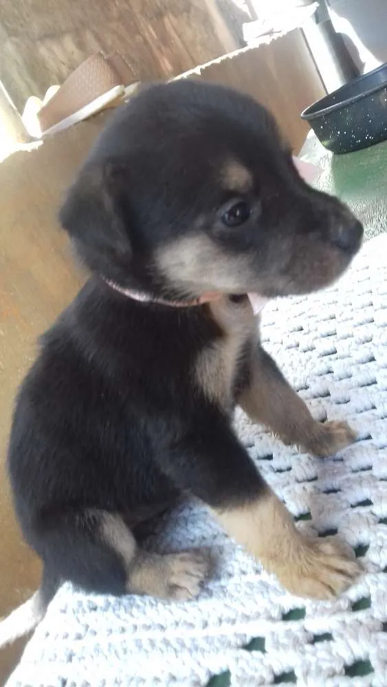 Cachorro ra a Misto idade Abaixo de 2 meses nome Filhotes 