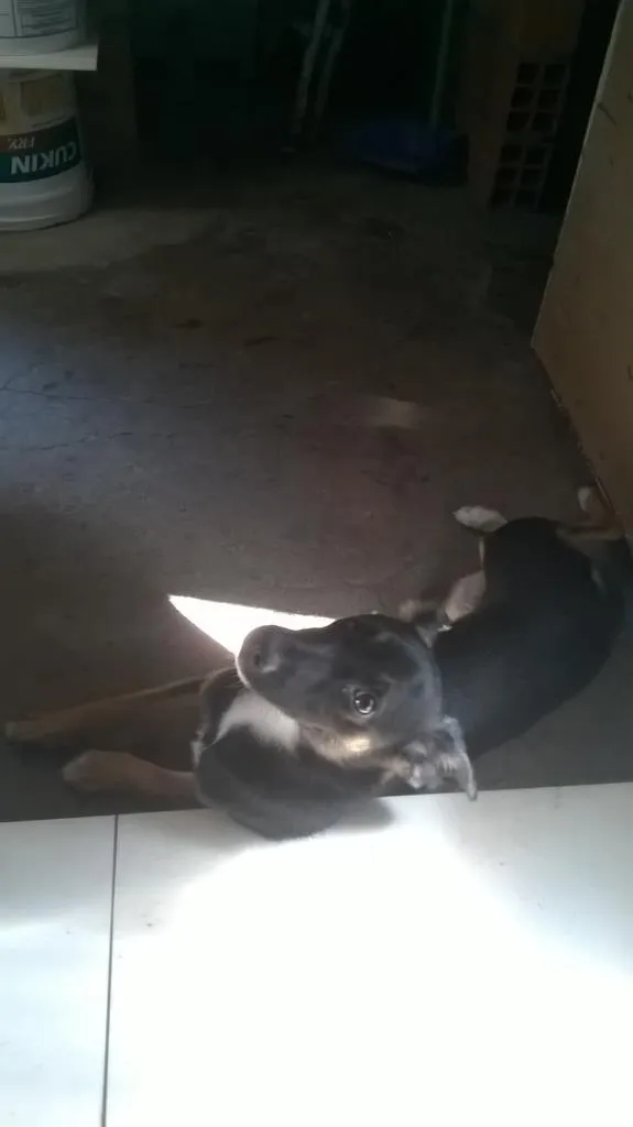 Cachorro ra a SEM idade 2 a 6 meses nome VITÓRIA 