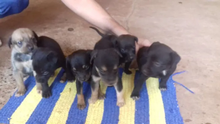 Cachorro ra a Misto idade Abaixo de 2 meses nome Filhote 