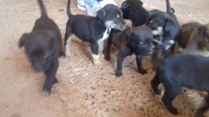 Cachorro ra a Misto idade Abaixo de 2 meses nome Filhote 