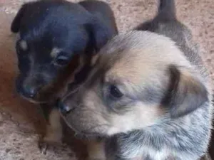 Cachorro raça Misto idade Abaixo de 2 meses nome Filhote 