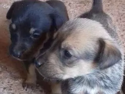 Cachorro ra a Misto idade Abaixo de 2 meses nome Filhote 