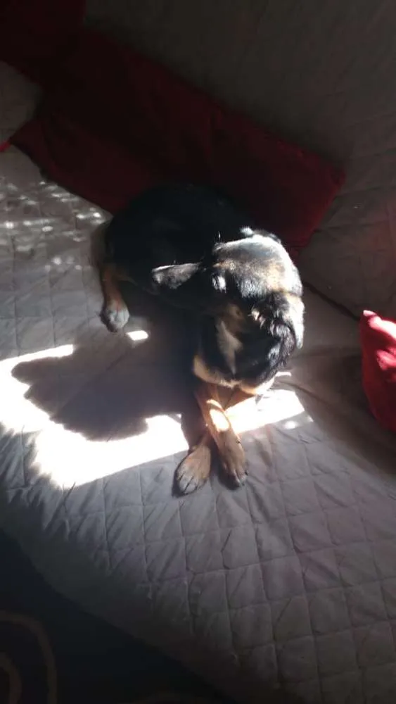 Cachorro ra a SEM idade 2 a 6 meses nome VITÓRIA 