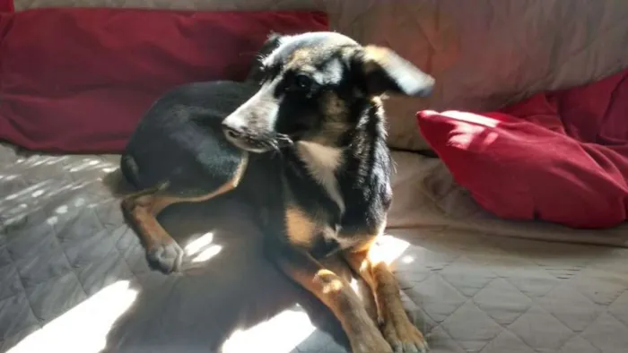 Cachorro ra a SEM idade 2 a 6 meses nome VITÓRIA 
