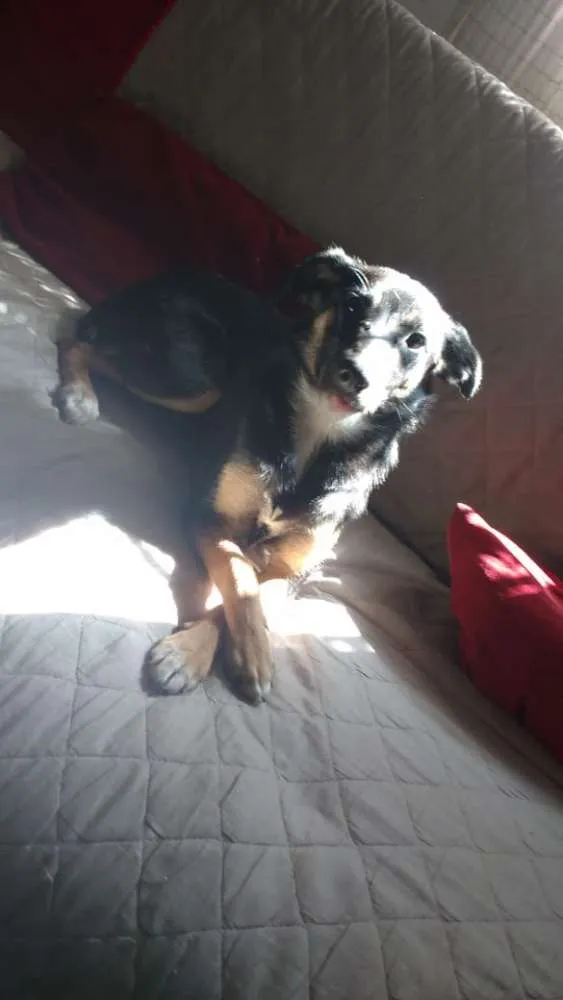 Cachorro ra a SEM idade 2 a 6 meses nome VITÓRIA 