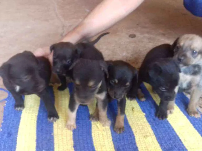 Cachorro ra a Misto idade Abaixo de 2 meses nome Filhote 