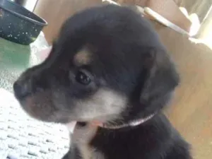 Cachorro raça Misto idade Abaixo de 2 meses nome Filhotes 