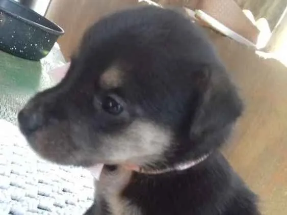 Cachorro ra a Misto idade Abaixo de 2 meses nome Filhotes 