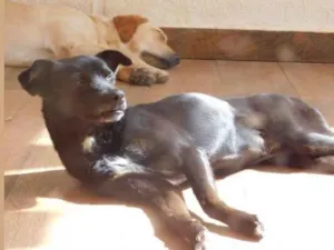 Cachorro raça Vira-lata  idade 6 ou mais anos nome Duda