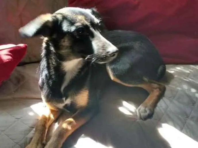 Cachorro ra a SEM idade 2 a 6 meses nome VITÓRIA 