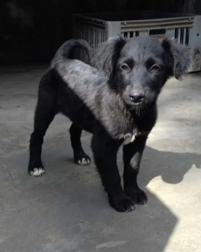 Cachorro raça SRD idade Abaixo de 2 meses nome Ursinho