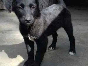 Cachorro raça SRD idade Abaixo de 2 meses nome Ursinho