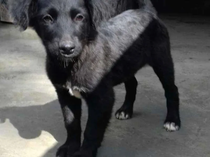 Cachorro raça SRD idade Abaixo de 2 meses nome Ursinho