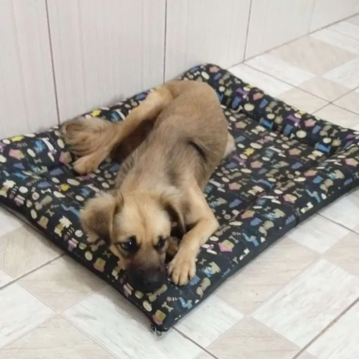 Cachorro raça  idade 2 a 6 meses nome Não sei