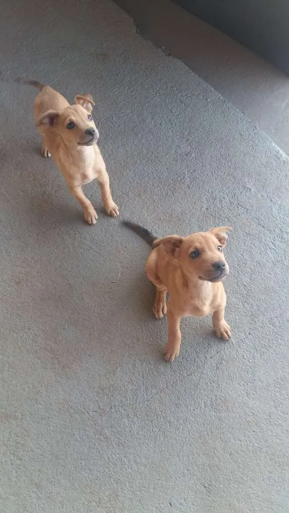 Cachorro ra a Vira lata idade 2 a 6 meses nome Toddy e Nescau