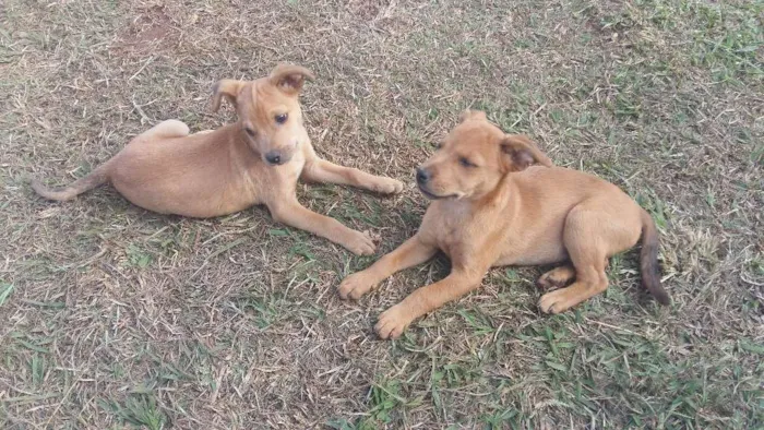 Cachorro ra a Vira lata idade 2 a 6 meses nome Toddy e Nescau