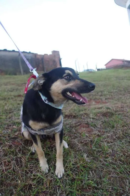 Cachorro ra a SRD idade 1 ano nome Júlio