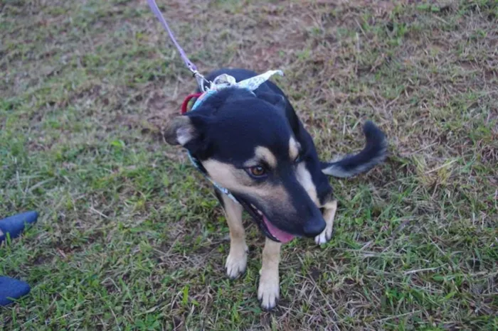 Cachorro ra a SRD idade 1 ano nome Júlio
