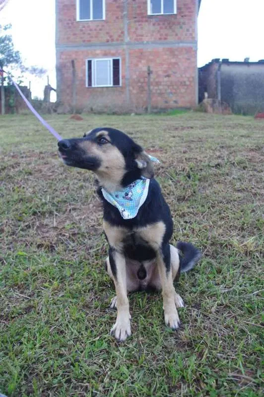 Cachorro ra a SRD idade 1 ano nome Júlio