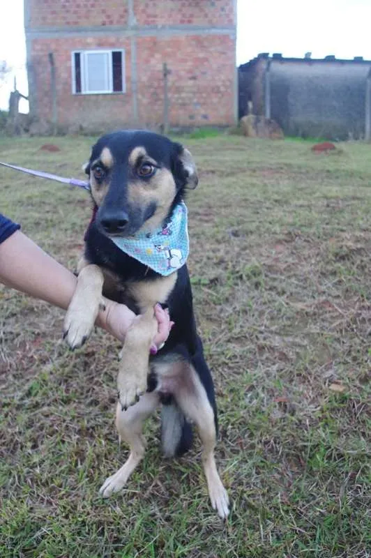 Cachorro ra a SRD idade 1 ano nome Júlio