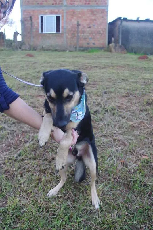 Cachorro ra a SRD idade 1 ano nome Júlio