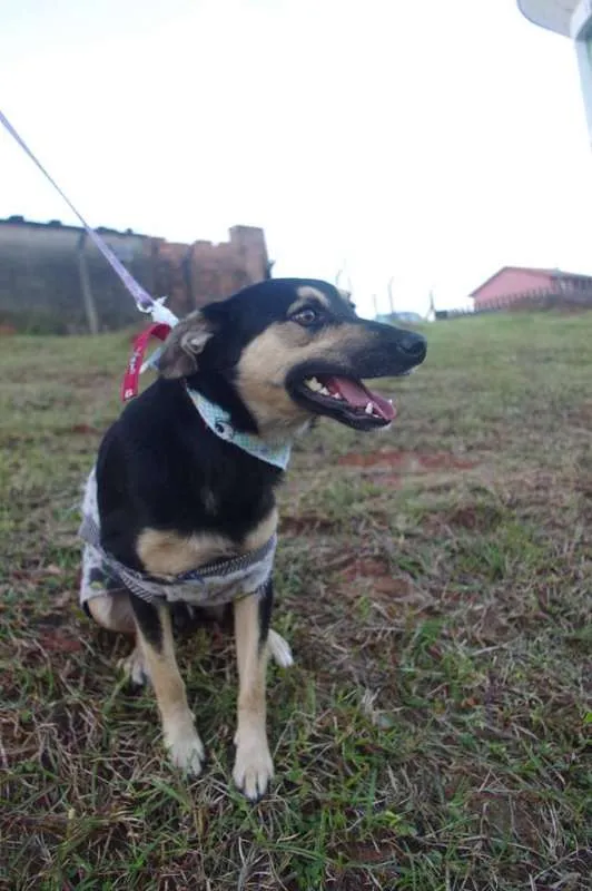 Cachorro ra a SRD idade 1 ano nome Júlio