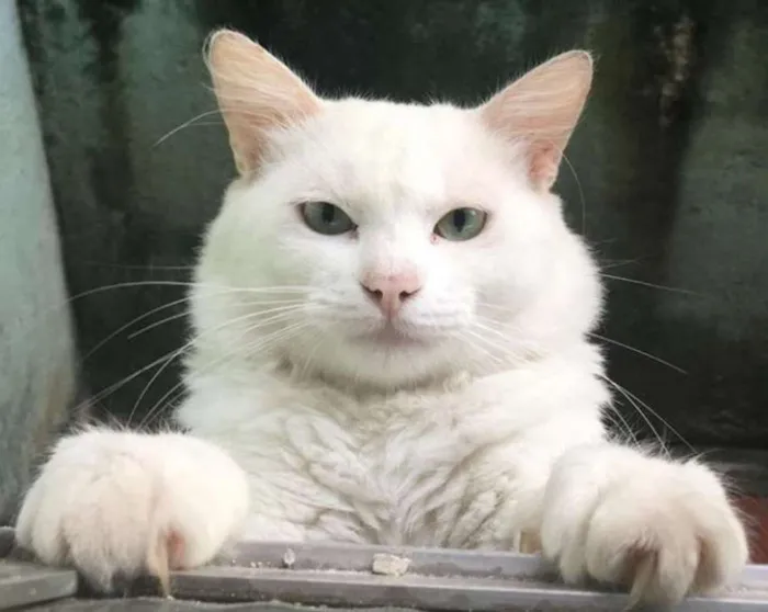Gato ra a  Maine Coons  idade 2 anos nome OAMELIE