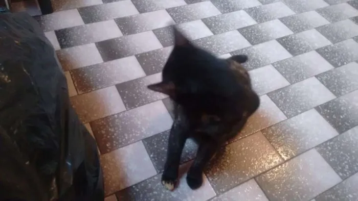 Gato ra a VIRALATA idade 1 ano nome SOL