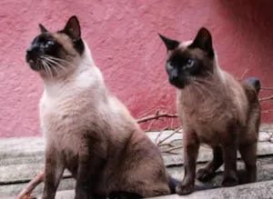 Gato raça siames mestiços idade 4 anos nome Sofia e Yuri