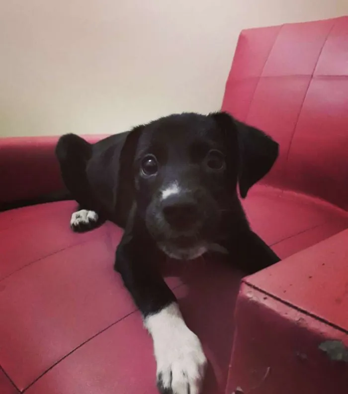 Cachorro ra a sem raça definida idade 2 a 6 meses nome linguiça