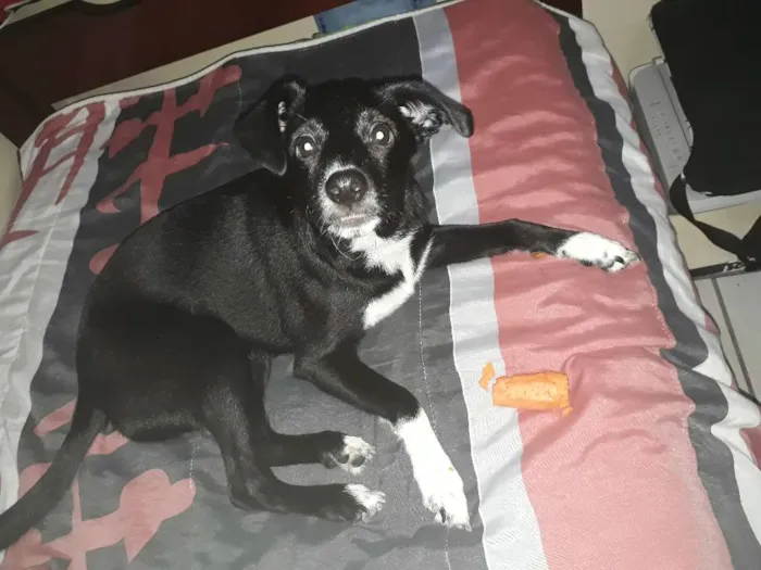 Cachorro ra a sem raça definida idade 2 a 6 meses nome linguiça