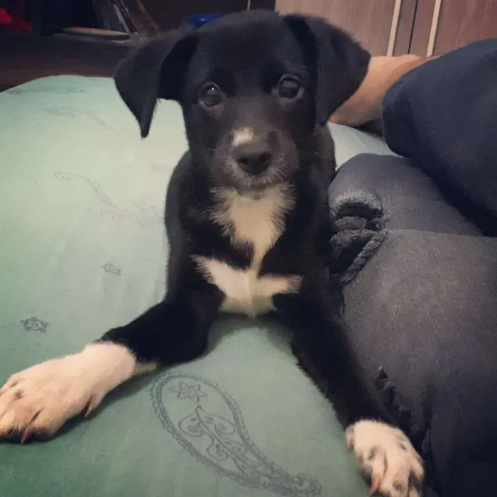Cachorro ra a sem raça definida idade 2 a 6 meses nome linguiça